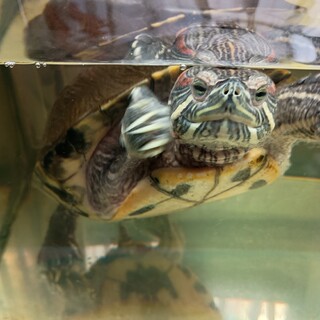 ミシシッピアカミミガメ 21才 メス 里親募集中