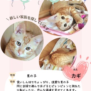 里親さん　募集