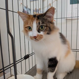 長毛で小柄な美猫 サラちゃん」愛知県 - 猫の里親募集(523380