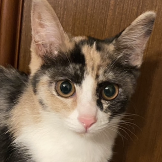 激かわ三毛ちゃん♡