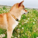 【一時停止】1歳6ヶ月人懐っこい柴犬の女の子です