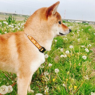 【一時停止】1歳6ヶ月人懐っこい柴犬の女の子です