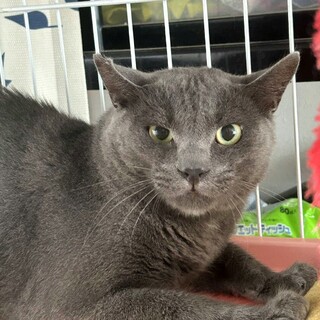 【募集一時停止】イケメンナイスバディでも中身は子供