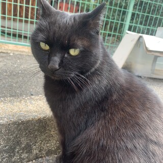 甘えん坊な黒猫ちゃん