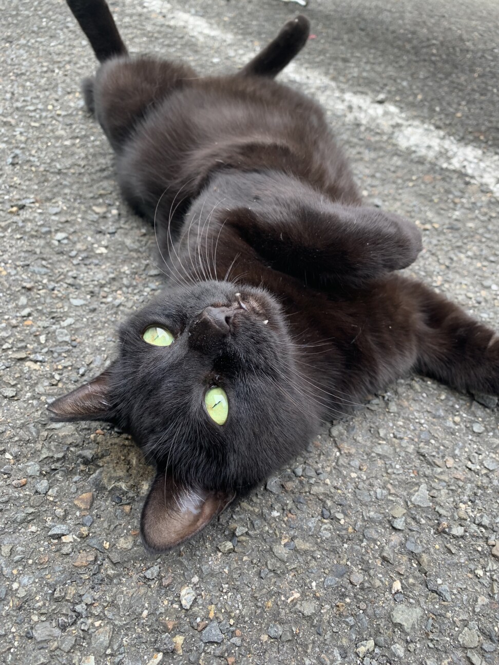 甘えん坊な黒猫ちゃん」京都府 - 猫の里親募集(523386) 4枚目の