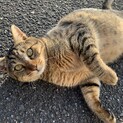 可愛いキジトラ君です！