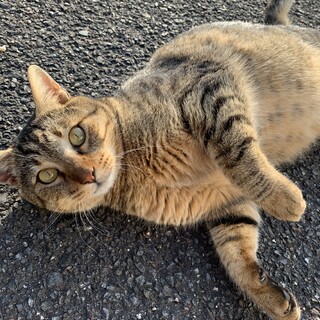 可愛いキジトラ君です！