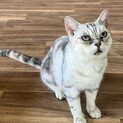 アメショ風の可愛い丸顔（糸島市）