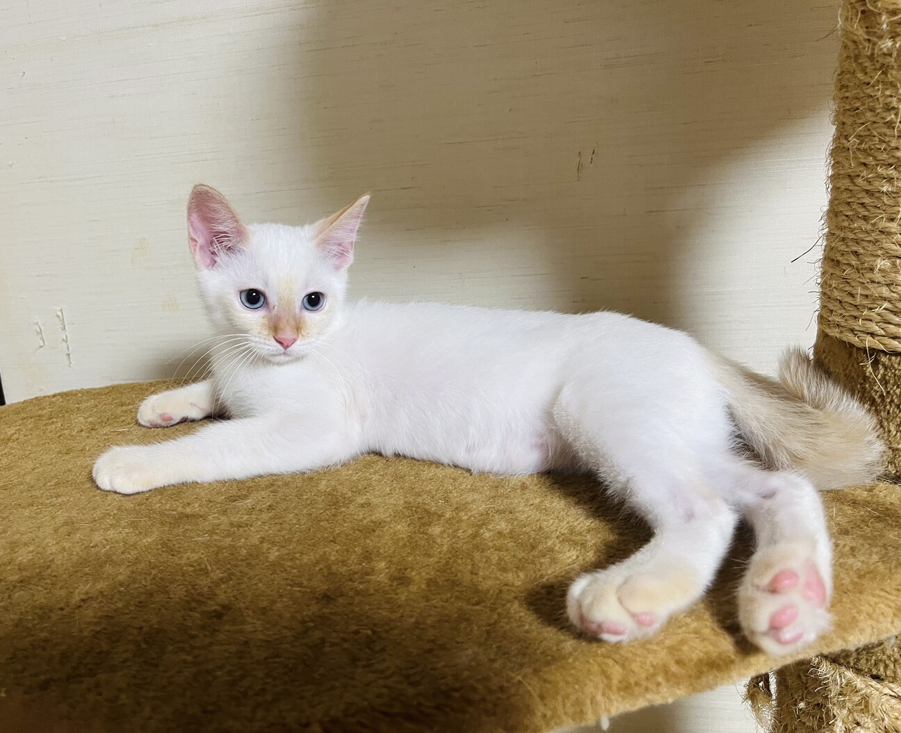 プロフ画像の子猫里親募集中です✨譲渡 子猫里親募集中」のYahoo!リアルタイム検索 - X（旧Twitter）を
