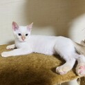 子猫２ヶ月です