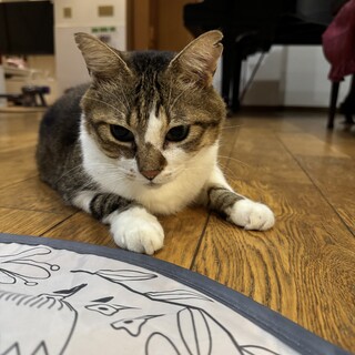 大型猫でチャーミング☆まこ君