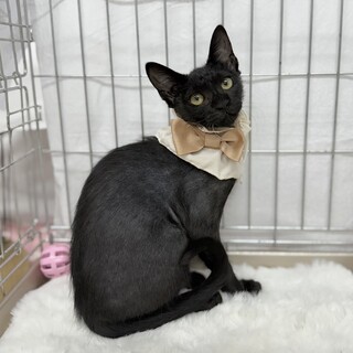 黒猫3兄弟一緒に過ごせる」茨城県 - 猫の里親募集(516287) 1