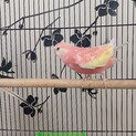 アキクサインコ3羽