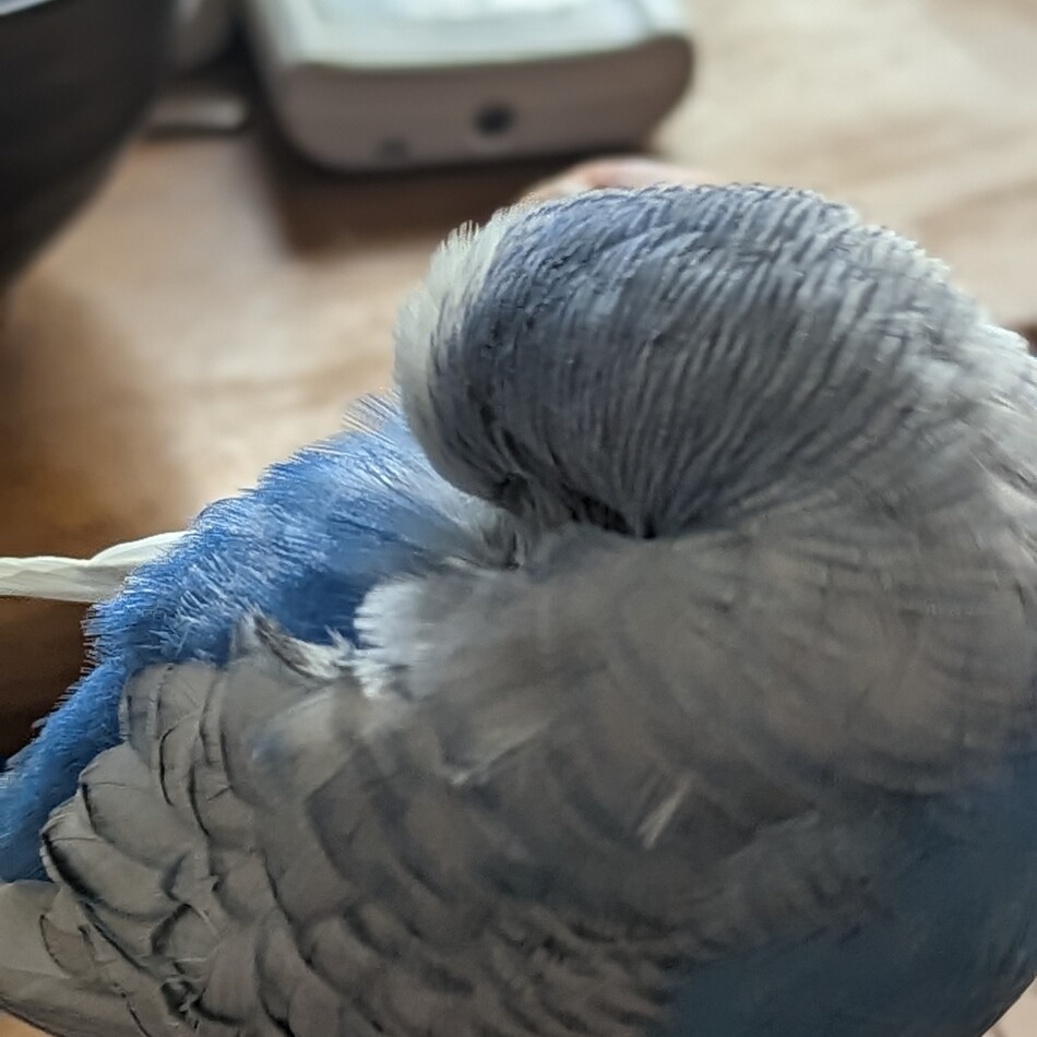 ハッピーのカバー写真