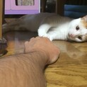 漁港で必死に生きていた子です。