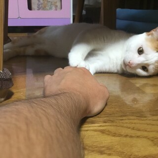 漁港で必死に生きていた子です。