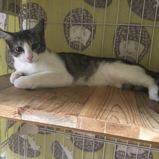 母猫似の気が強い子です。