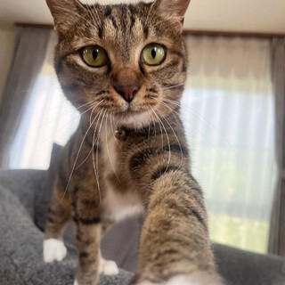 靴下を履いた甘えん坊ねこのマヤちゃん♡