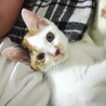 一時停止中　人懐こい 三毛猫さん サムネイル7