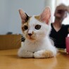 一時停止中　人懐こい 三毛猫さん サムネイル5