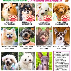 社会性しつけ◎小型犬多数＠茅ヶ崎 サムネイル3