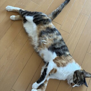 愛情深いビビリの甘えん坊、からし2〜3歳♀