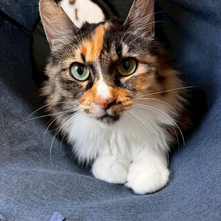 人には慎重派、子猫には優しい長毛三毛2~3歳♀