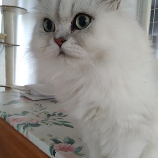 ペルシャ♂アッシュくん