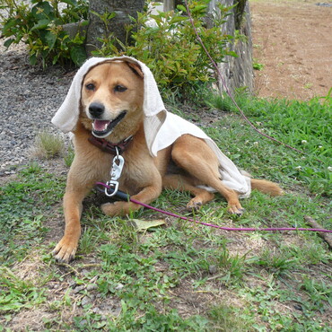 お空で何して遊んでる？今年も暑いよ～！