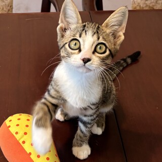 3ヶ月半の元気な男の子ソックスはいてます