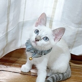 サイアミーズ系mix✦✦珠にゃん兄妹③