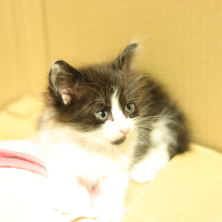 保護猫（子猫）の里親を募集いたします。