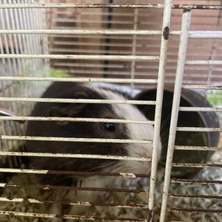 モルモット オス2匹1歳