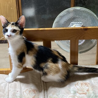 物置で育児放棄された仔猫を保護しました