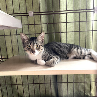 まんまるお目々の美人さん