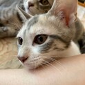 物置で育児放棄された仔猫の里親さんを募集します