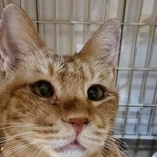 超甘えん坊ボーイ！抱っこ大好き★マオくん