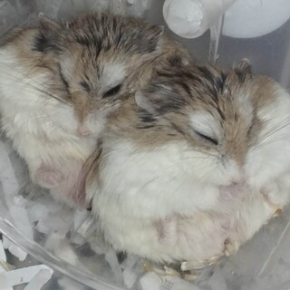 （一時休止中）ロボロフスキーハムスターの里親募集