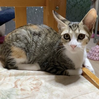 物置で育児放棄された仔猫の里親さんを募集します