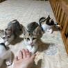 物置で育児放棄された仔猫の里親さんを募集します サムネイル2