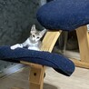 物置で育児放棄された仔猫の里親さんを募集します サムネイル3