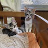 物置で育児放棄された仔猫の里親さんを募集します サムネイル4