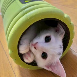 in春日井市☆子猫祭り☆猫達を暖かいオウチに迎えよう2025年8月23日（土）ちーむにゃいんず サムネイル2