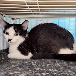 in春日井市☆子猫祭り☆猫達を暖かいオウチに迎えよう2025年8月23日（土）ちーむにゃいんず サムネイル3