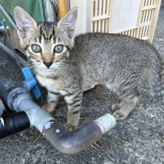 仔猫の里親になってくれる方募集中！ハルちゃん