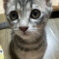物置で育児放棄された仔猫の里親さんを募集します