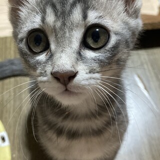 物置で育児放棄された仔猫の里親さんを募集します