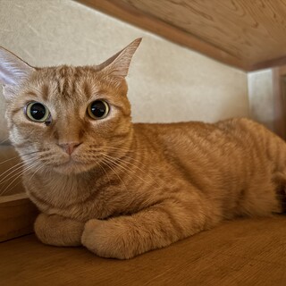 飼い主が病気の為、里親募集