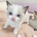 ✨かわいい子猫の里親募集✨（ラグドール）