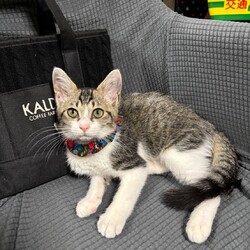 in江南市☆子猫祭り☆猫をオウチに迎えよう2025年8月24日（日）ちーむにゃいんず サムネイル1